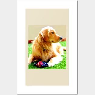 Golden Retriever Dog - Dallas Posters and Art